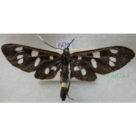 Amata phegea (Linnaeus, 1758) Oblaczek granatek Czech60a